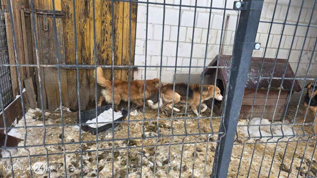 11 psów odebranych z rażąco złych warunków