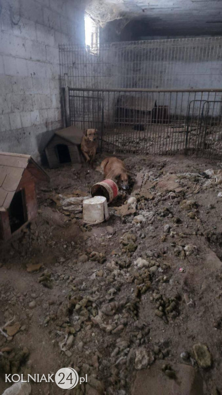 11 psów odebranych z rażąco złych warunków