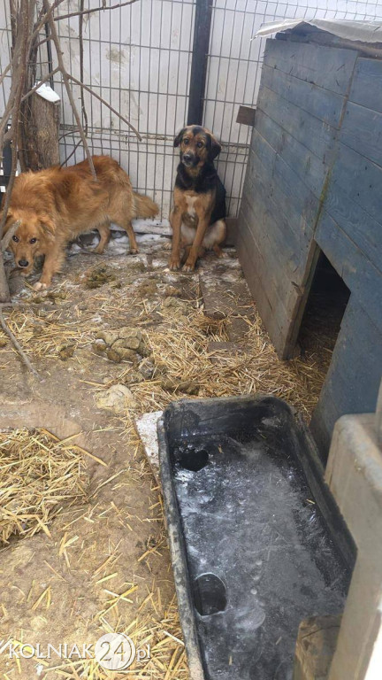 11 psów odebranych z rażąco złych warunków