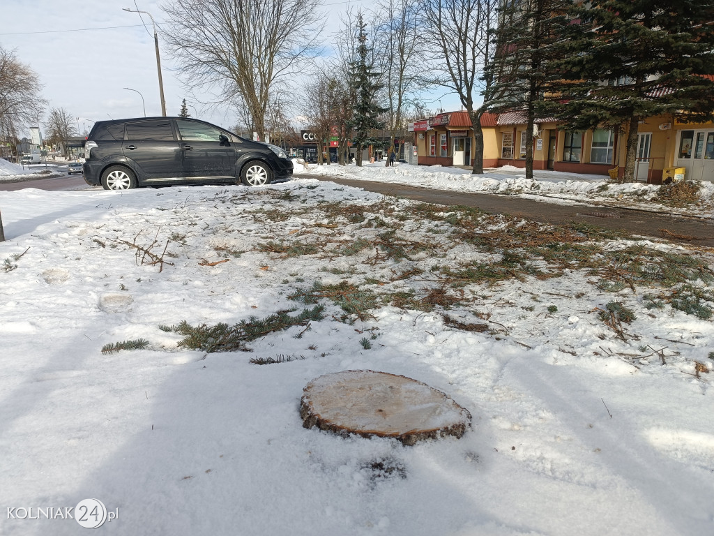 Wycięte drzewa na Witosa