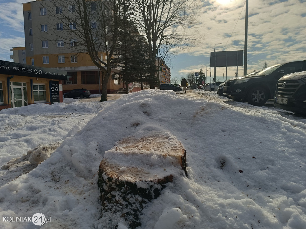 Wycięte drzewa na Witosa