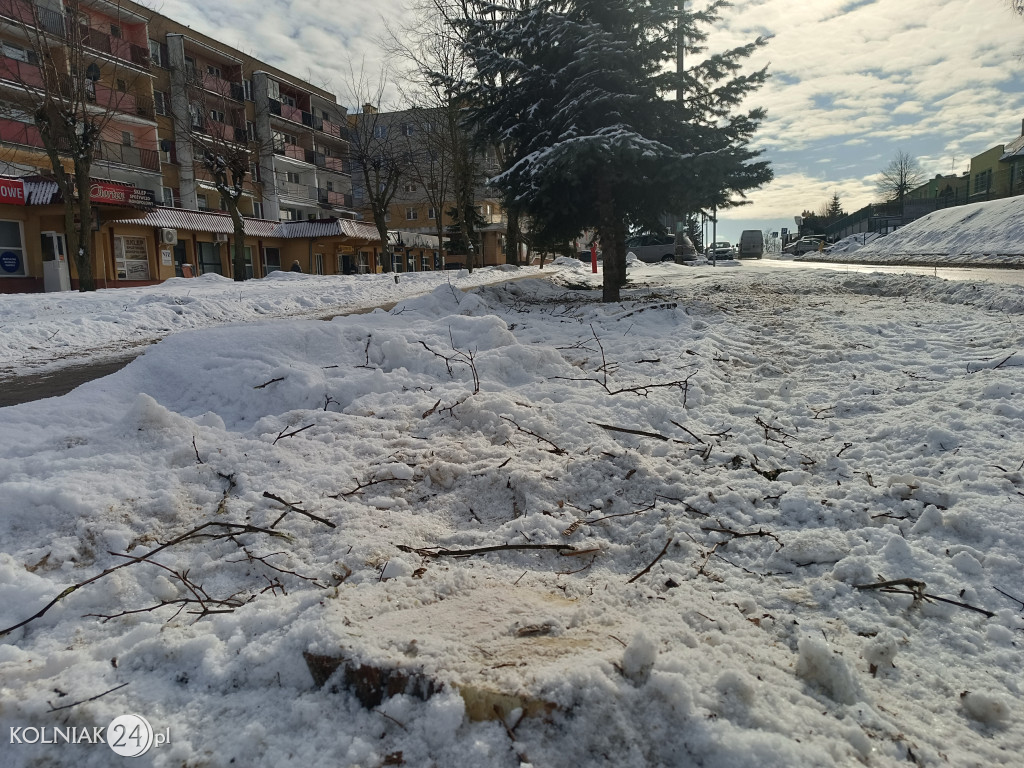 Wycięte drzewa na Witosa