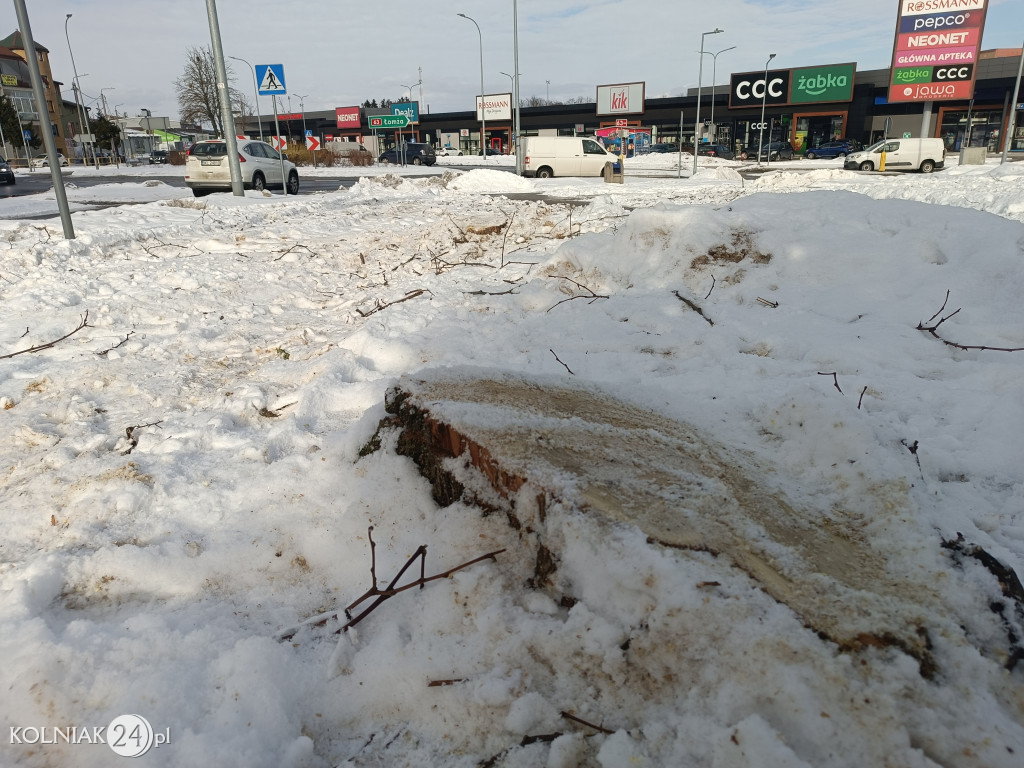 Wycięte drzewa na Witosa