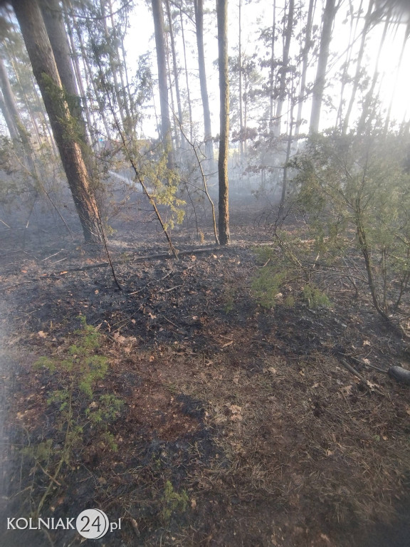Pożar lasu w Rupinie