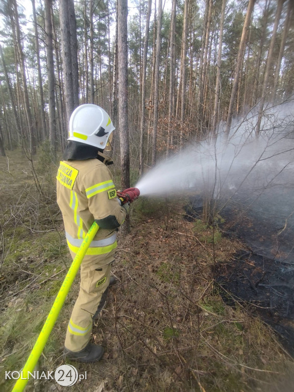 Pożar lasu w Rupinie
