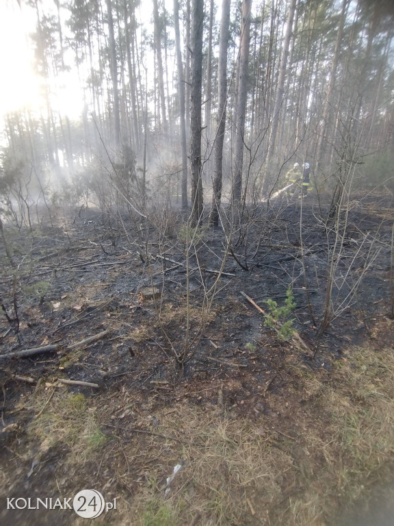Pożar lasu w Rupinie