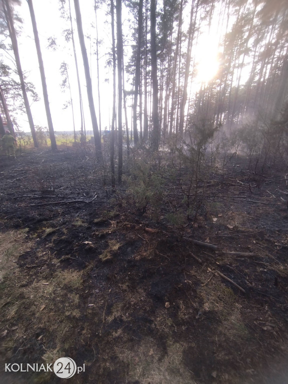 Pożar lasu w Rupinie
