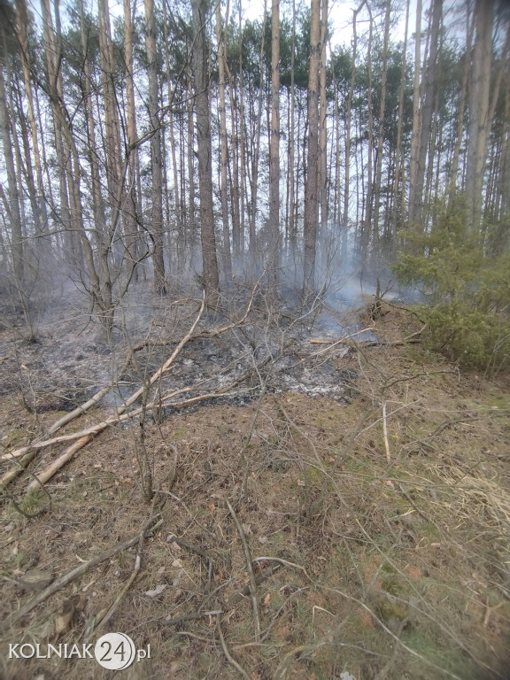 Pożar lasu w Wincencie