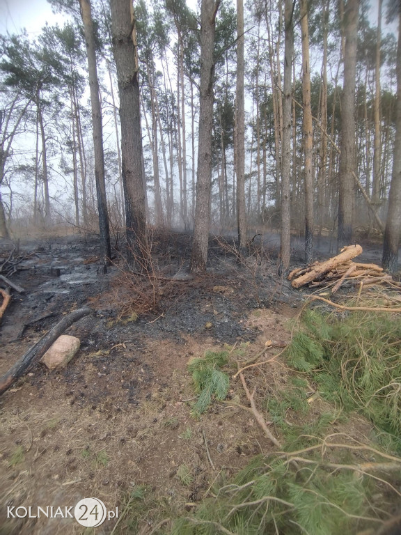 Pożar lasu w Wincencie