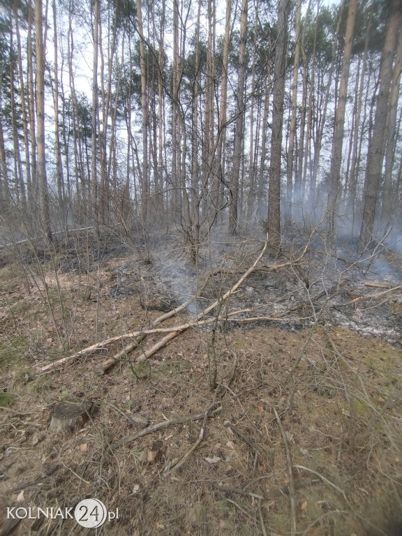 Pożar lasu w Wincencie