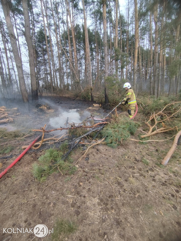 Pożar lasu w Wincencie