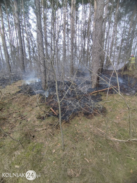 Pożar lasu w Wincencie
