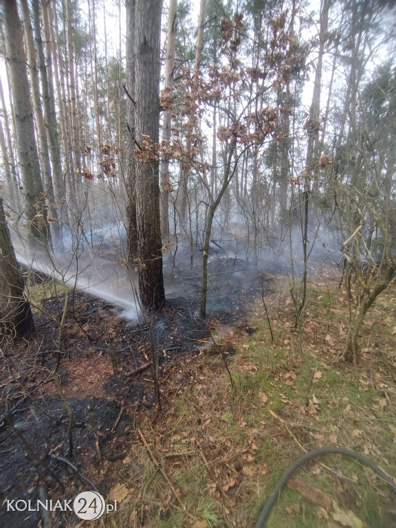 Pożar lasu w Wincencie