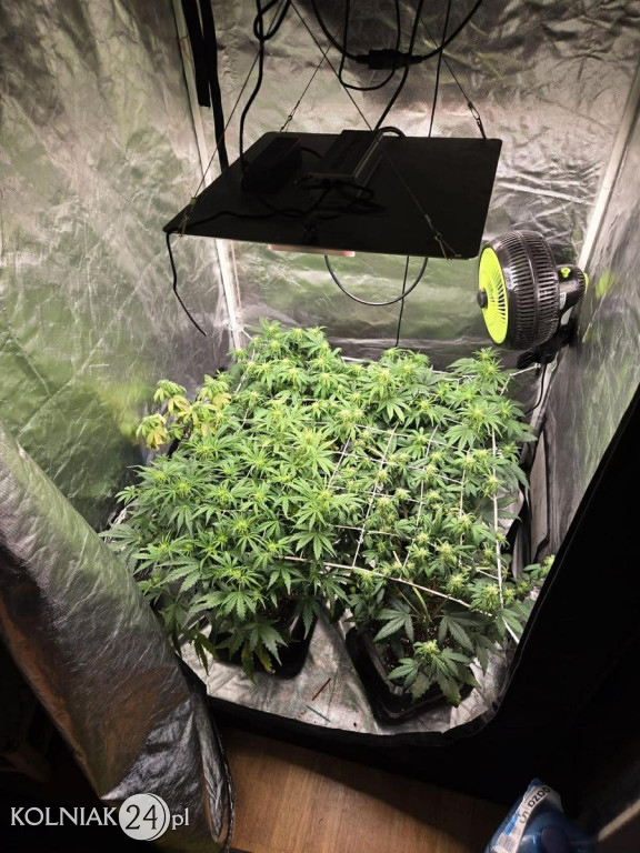 150 gramów marihuany i 5 krzewów konopi