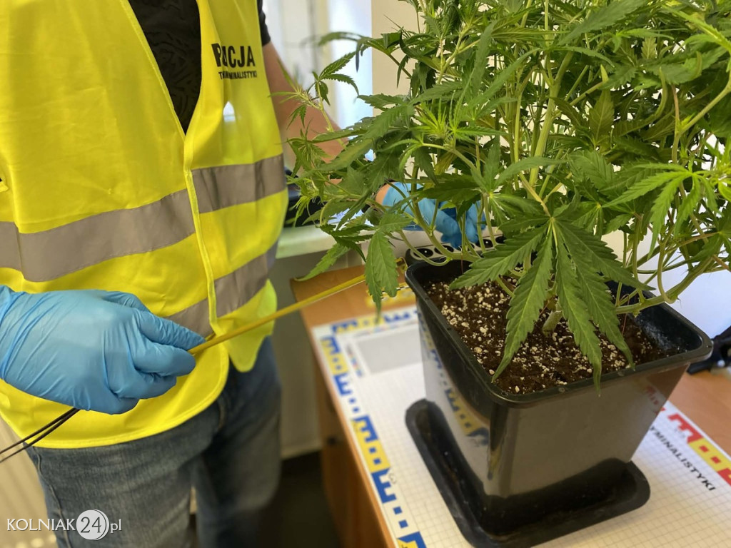 150 gramów marihuany i 5 krzewów konopi