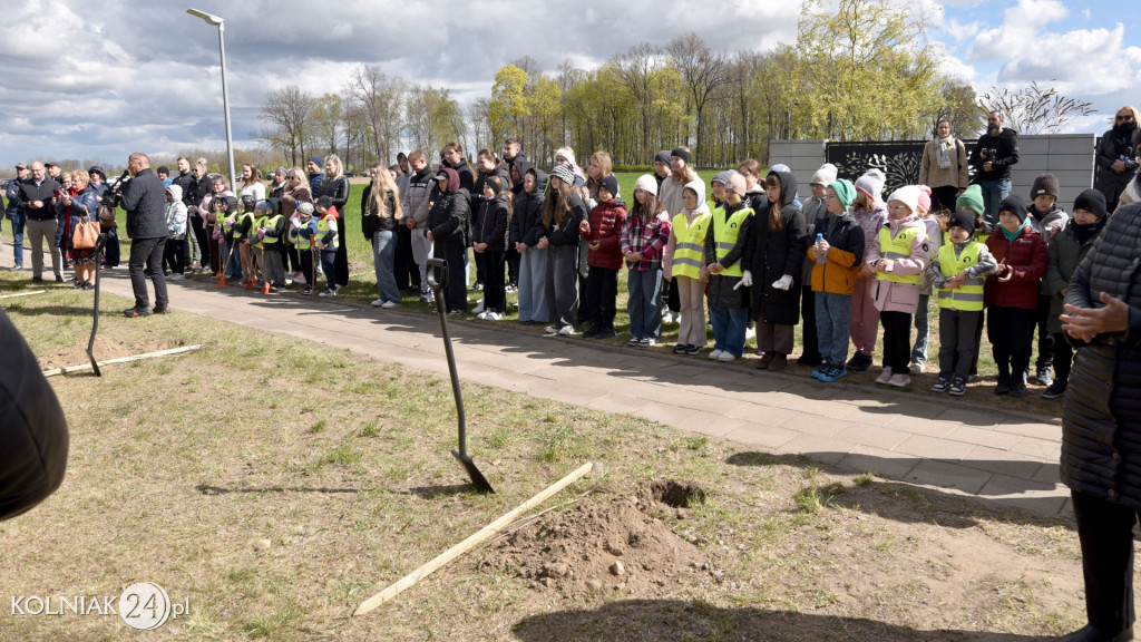 Dęby na 600-lecie Stawisk
