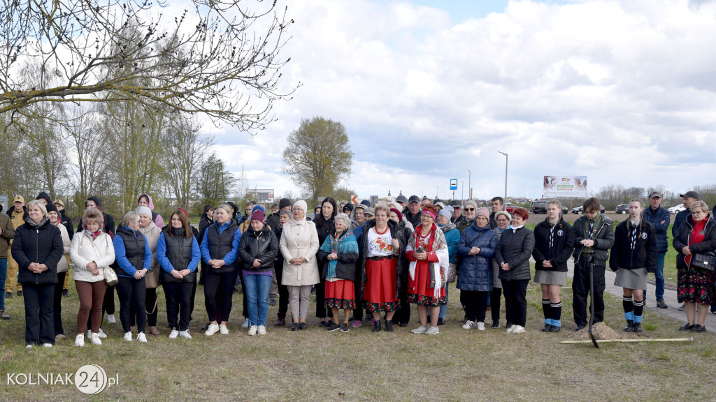 Dęby na 600-lecie Stawisk