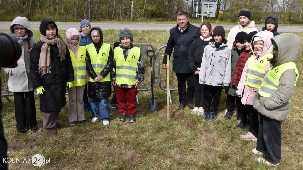 Dęby na 600-lecie Stawisk