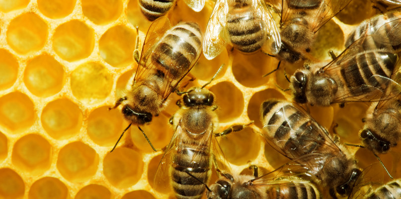 Jedz miód! Koniecznie! Musisz pamiętać tylko o jednym...