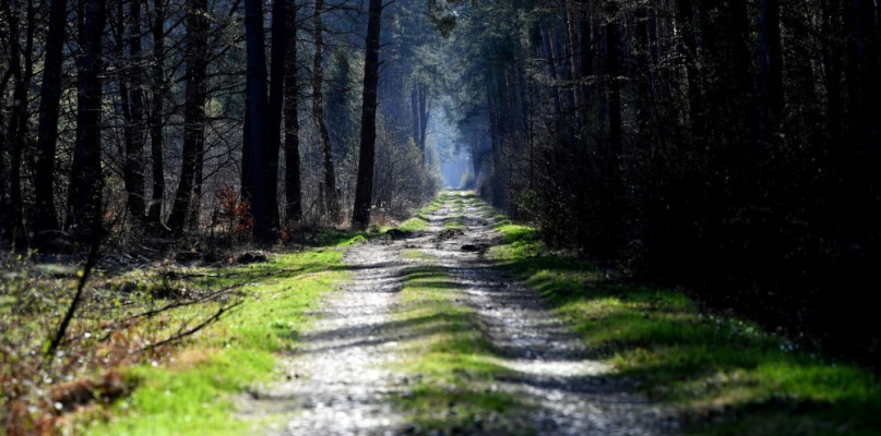 MŚ: w ciągu dwóch tygodni zakazu wstępu do lasów przyroda odżyła