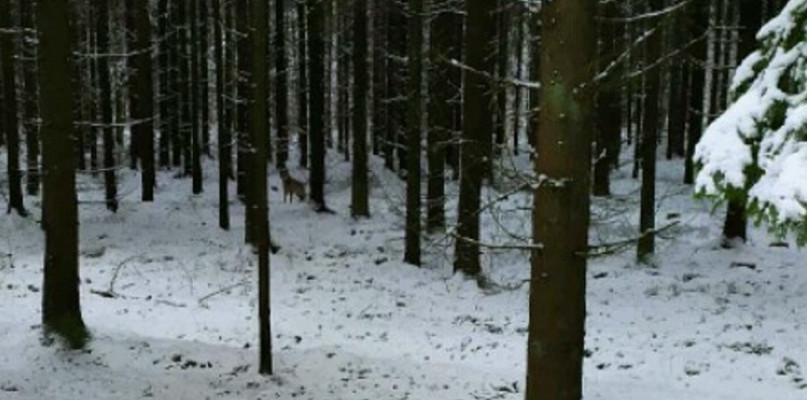 Do redakcji Kolniaka zgłosił się mężczyzna, który twierdzi, że spotkał wilka na sw