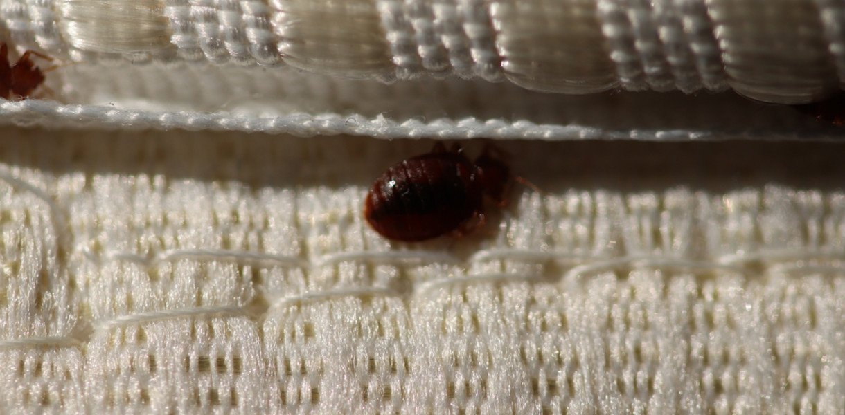 Jak szybko pozbyć się pluskiew z domu?