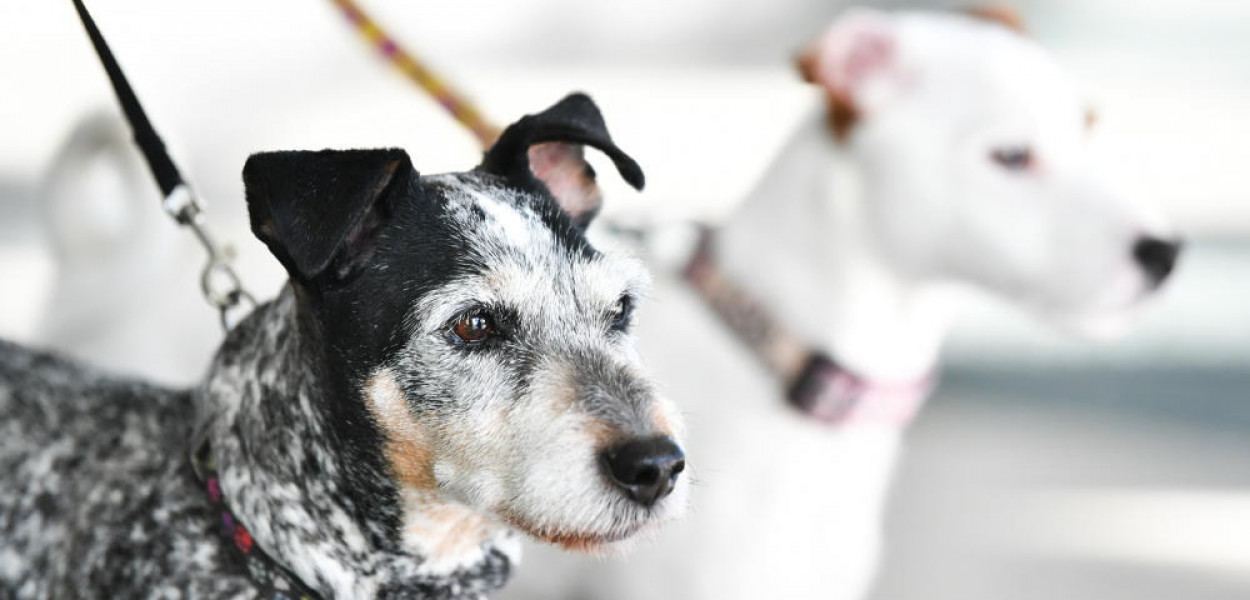 Jego nos zwęszył ok. 2,5 tony narkotyków; pies Edek przechodzi na emeryturę