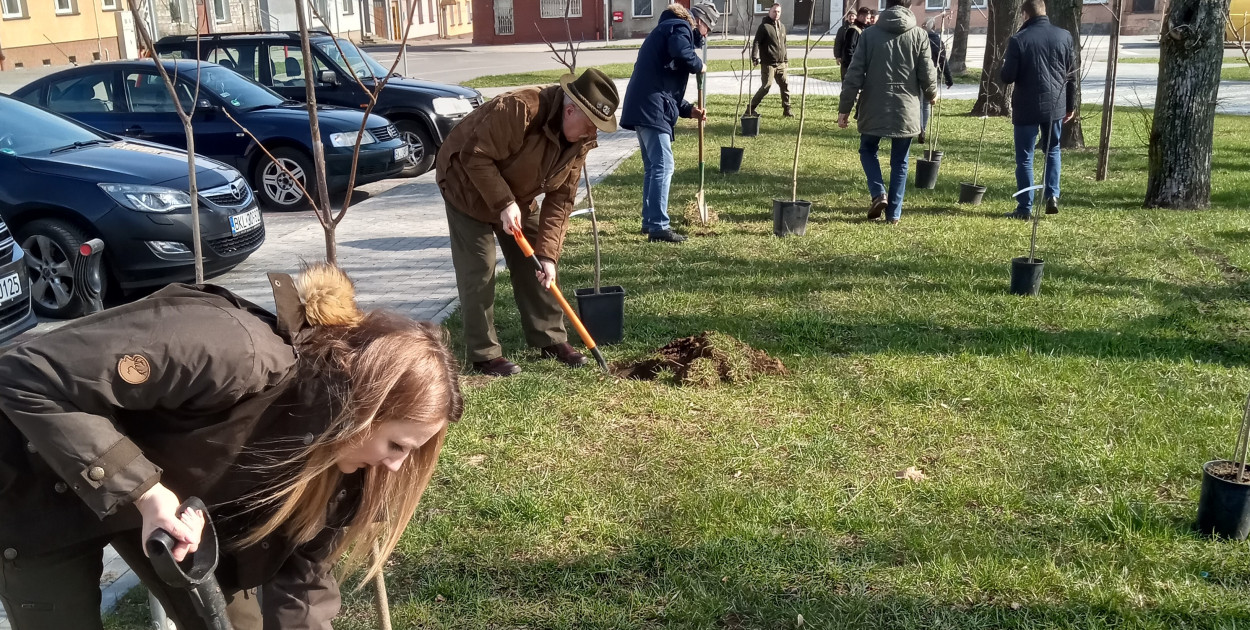 Na Placu Wolności w Kolnie pojawiły się nowe drzewka