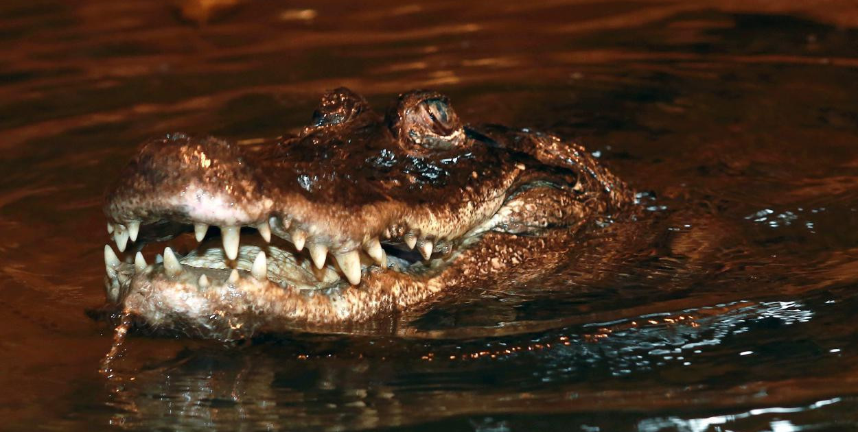 Aligatorzyca Marta kończy 93 lata - płockie zoo zaprasza na urodzinowe przyjęcie