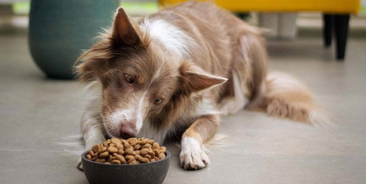 Ile suchej karmy podawać psu?