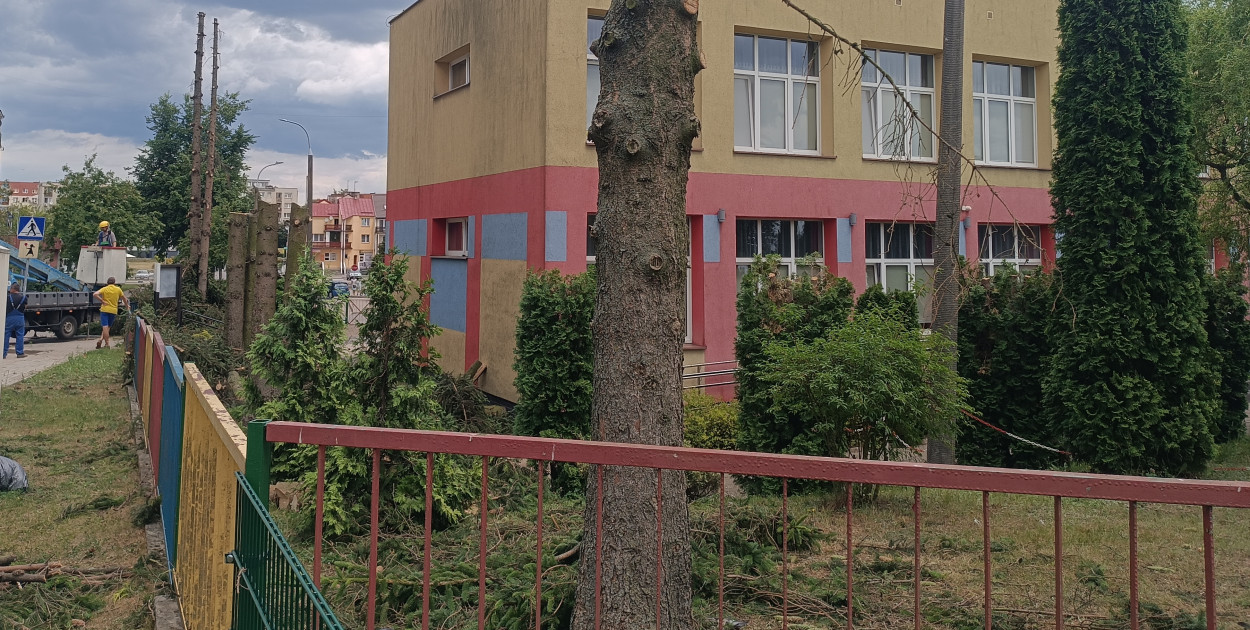 W miejsce wyciętych drzew mają zostać wykonane nowe nasadzenia. Na razie nie wiemy jeszcze gdzie
