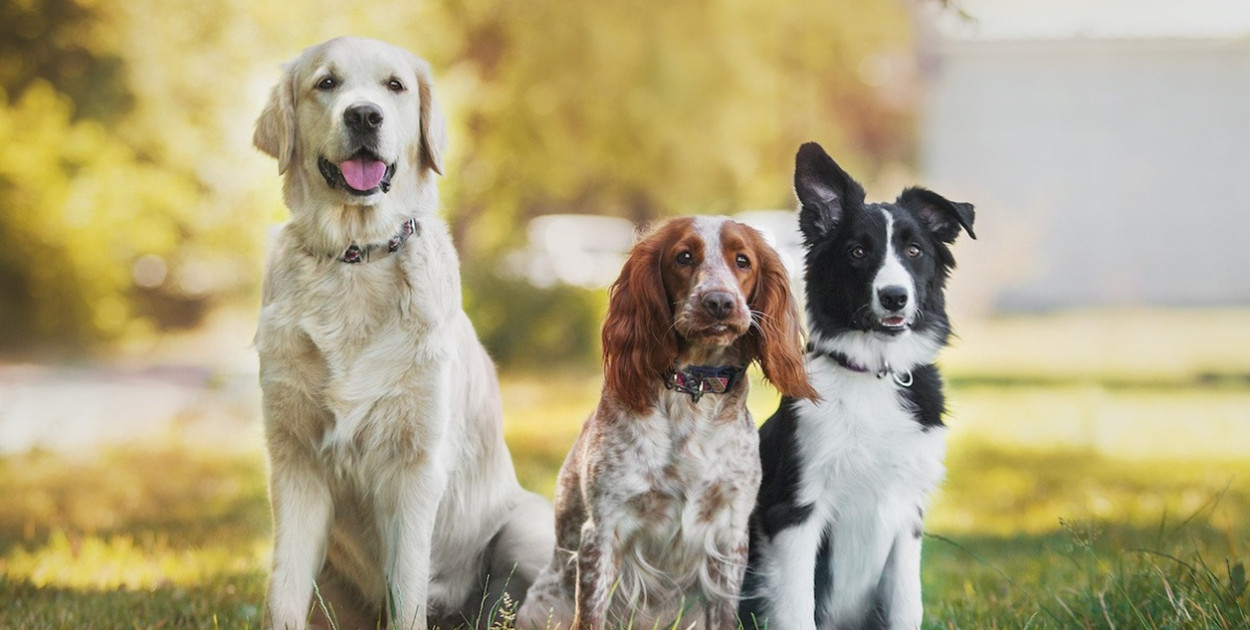 Jak internetowe sklepy zoologiczne zmieniają sposób opieki nad pupilami?