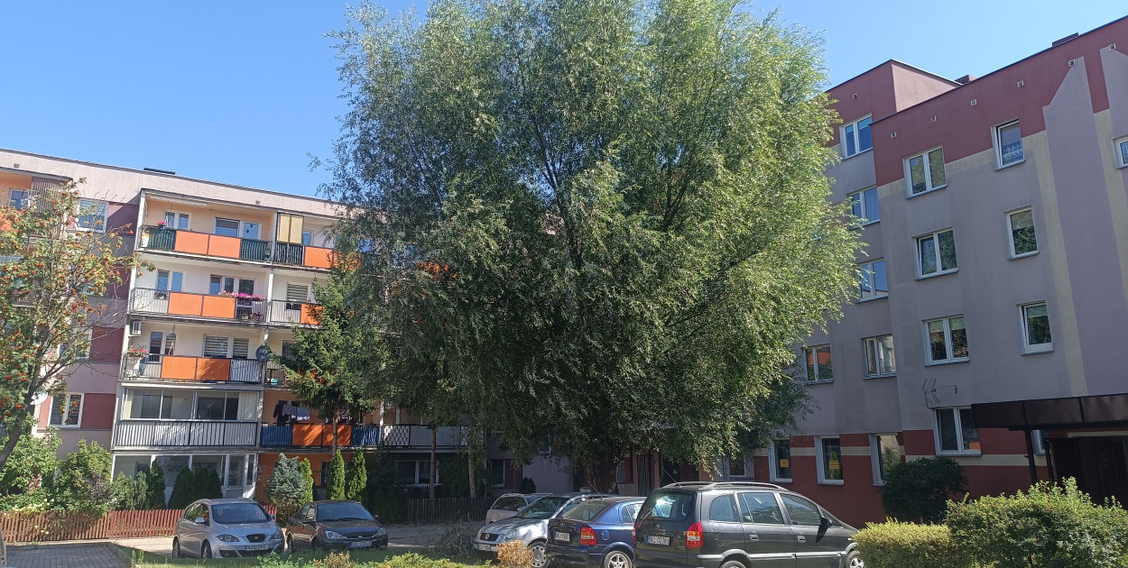 Ciekawostką jest fakt, że wierzbę w połowie lat dziewięćdziesiątych zasadził dziennikarz Kolniaka24 Krzysztof Szostkowski, który pracował wtedy w kolneńskiej Spółdzielni. Z kolei świerki zasadzili sami lokatorzy