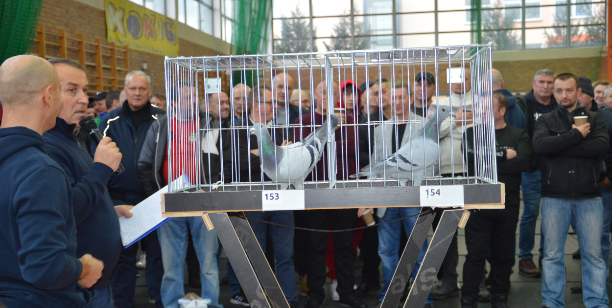 Zwieńczeniem wystawy była wyjątkowa aukcja gołębi pocztowych. Zebrane środki zostaną przeznaczone na leczenie chorej Zosi Trzcińskiej