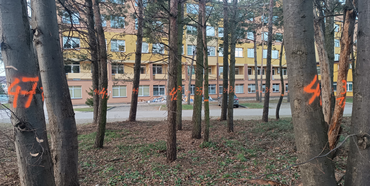 W przypadku uzyskania pozwolenia, wycinka drzew zostanie przeprowadzona do końca lutego 2025 roku