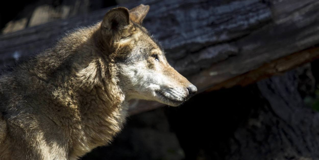  Konserwator przyrody: w pilnych sprawach decyzje ws. wilków możliwe telefonicznie