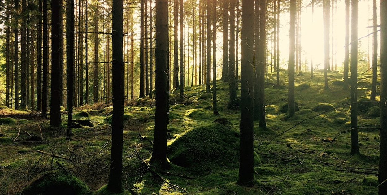 Zwierzęta hodowlane i pasze na Podlasiu – siła regionalnego rolnictwa