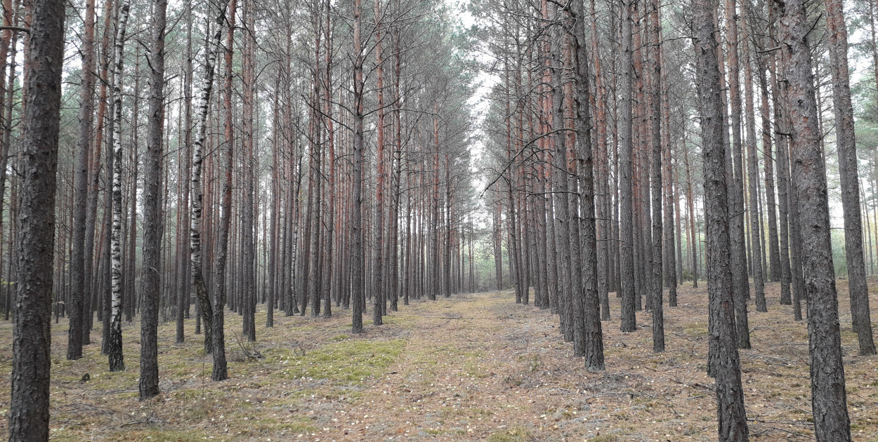 Wójt Gminy Kolno zawiadamia o wyłożeniu do publicznego wglądu projektu Uproszczonego Planu Urządzenia Lasu obrębów ewidencyjnych gminy Kolno od dnia 19 sierpnia 2025 r. do dnia 18 października 2025 r. w siedzibie Urzędu Gminy Kolno, pokój 216 w godzinach pracy Urzędu