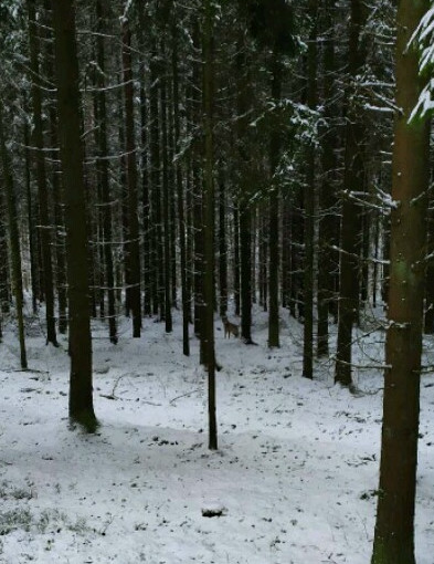 Wilk w powiecie kolneńskim. Całkiem możliwe-15532