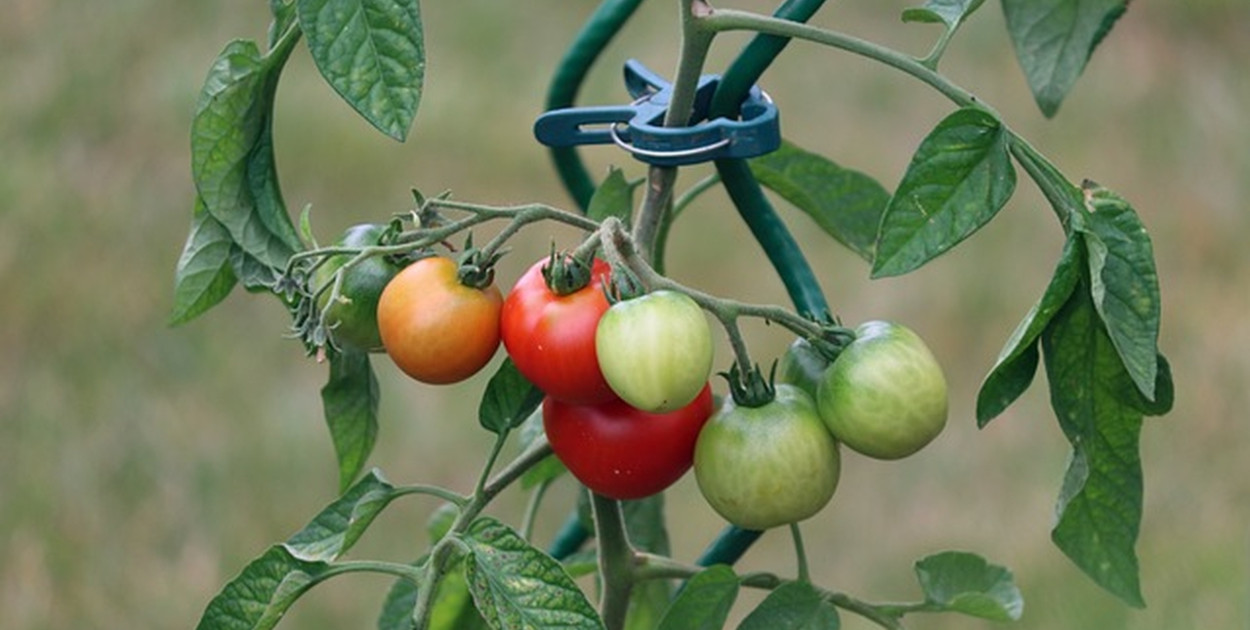 Jak pielęgnować pomidory pod folią?