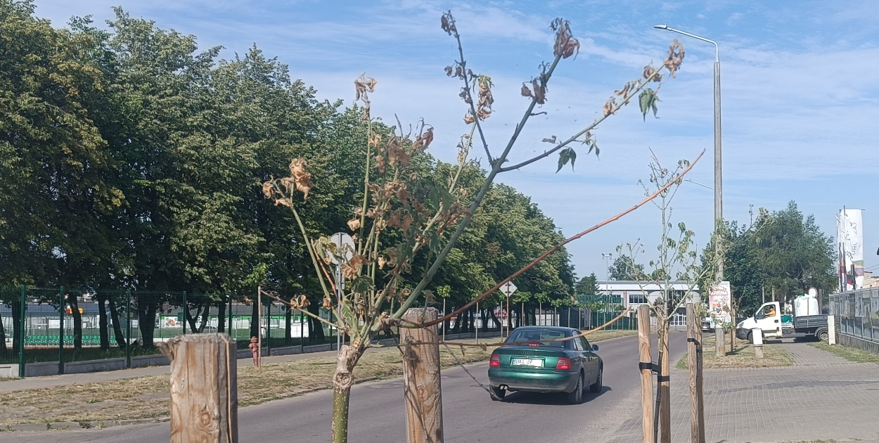 Nasz Czytelnik  martwi się o drzewa m.in. przy ulicy Sportowej 