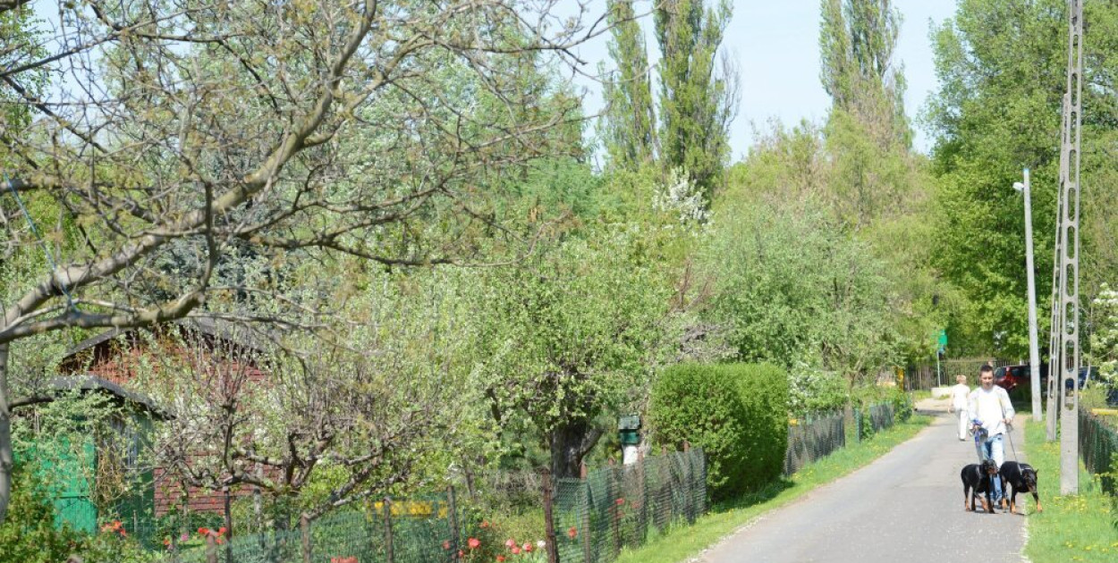 Raport: działki w Rodzinnych Ogrodach Działkowych w 3 lata zdrożały o blisko 30 proc.