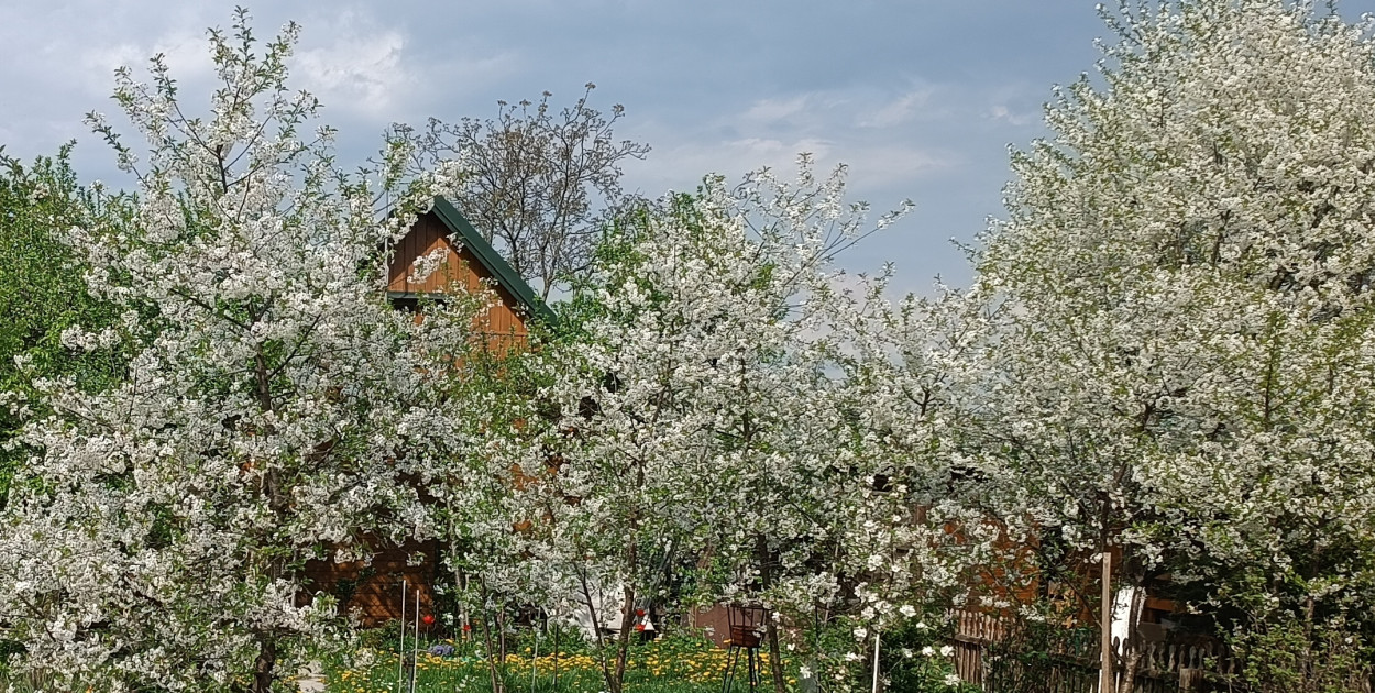Prognozowany spadek temperatury powietrza, miejscami do około 1°C, a przy gruncie do -3°C