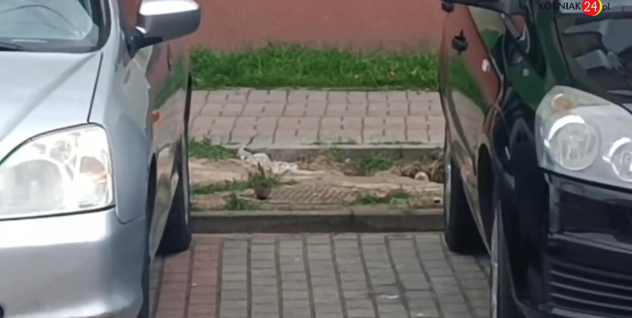 Co ciekawe podczas nagrywania filmiku, całkiem blisko szczura przechadzał się osiedlowy kot. Nie był jednak zainteresowany gryzoniem