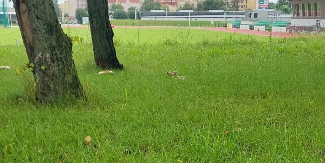 Wśród grzybów kobieta wypatrzyła borowiki. Czy są one jednak jadalne? (fot. Czytelniczka)