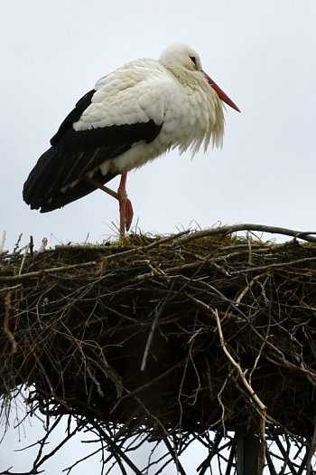 Bocian w Koźle-2241