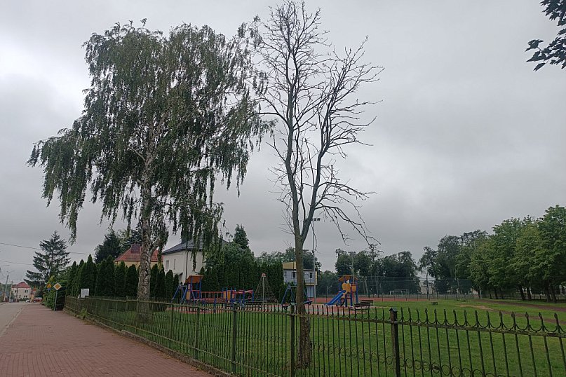 Uschnięte drzewo w Dwójce