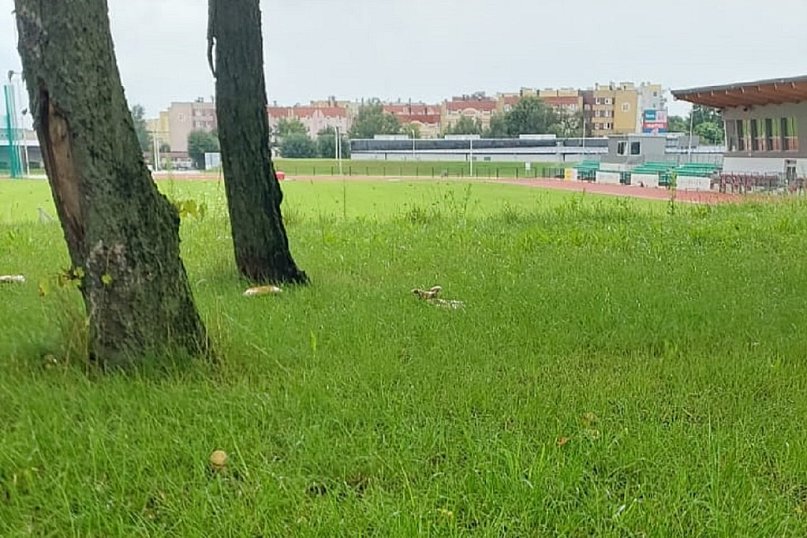 Grzyby na stadionie
