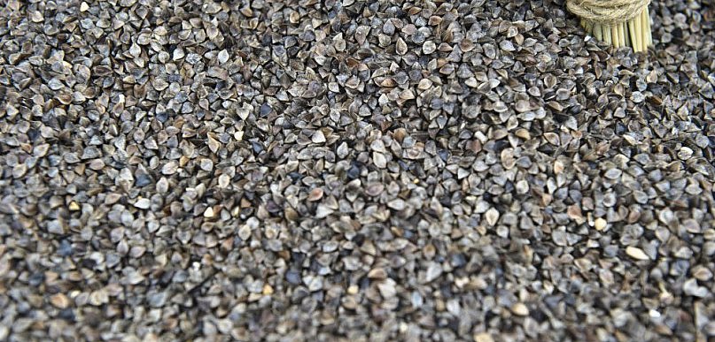 Dlaczego warto jeść kaszę gryczaną?