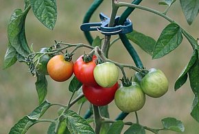 Jak pielęgnować pomidory pod folią? - 35358